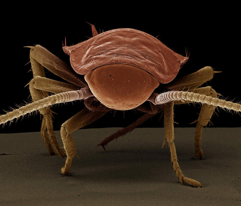 脚,无人,站,横图,俯视,室内,特写,白天,仪器,黑色背景,检查,反射,分析,科学,昆虫,螳螂,触须,显微镜,注视,一只,动物,观察,看,站着,清晰,探索,放大,观看,仔细,透镜,察看,凸透镜,聚焦,关注,刀螂,足,益虫,光学,清楚,大刀螂,站立,彩图,高角度拍摄,全身