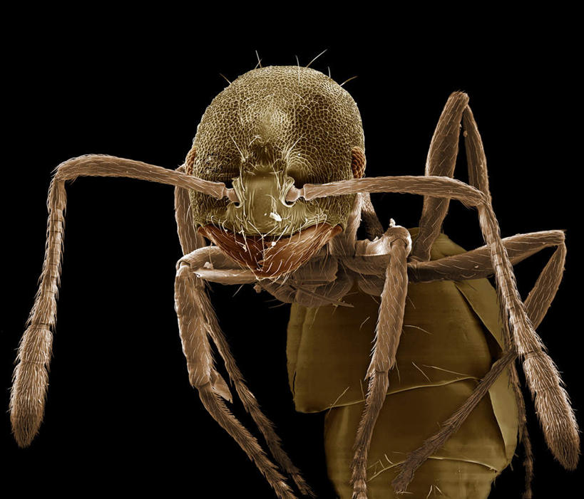 脚,无人,横图,俯视,室内,特写,白天,仪器,野生动物,黑色背景,检查,反射,分析,科学,昆虫,蚂蚁,触须,显微镜,注视,一只,动物,观察,看,可爱,清晰,探索,活泼,放大,观看,仔细,透镜,察看,凸透镜,聚焦,关注,蚁,玄驹,益虫,光学,清楚,半身,彩图,高角度拍摄