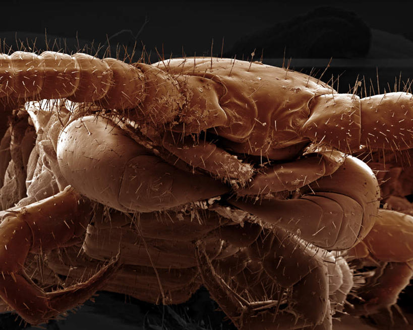 脚,无人,横图,俯视,室内,特写,白天,仪器,黑色背景,检查,反射,分析,科学,显微镜,注视,一只,动物,观察,看,清晰,探索,放大,观看,仔细,透镜,察看,毛发,凸透镜,聚焦,有毒,关注,节肢动物,足,蜈蚣,光学,清楚,百脚,百足虫,天龙,半身,彩图,高角度拍摄