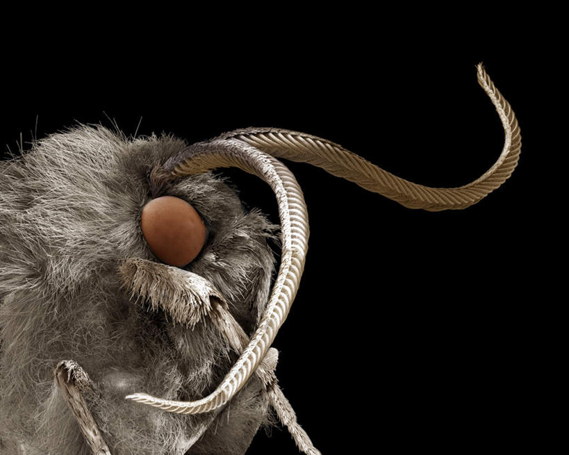 脚,无人,站,横图,俯视,室内,特写,白天,仪器,黑色背景,检查,反射,分析,科学,昆虫,触须,显微镜,注视,一只,动物,观察,看,站着,清晰,探索,放大,观看,仔细,透镜,察看,凸透镜,聚焦,蛾,飞蛾,关注,足,光学,害虫,清楚,蛾子,站立,半身,彩图,高角度拍摄