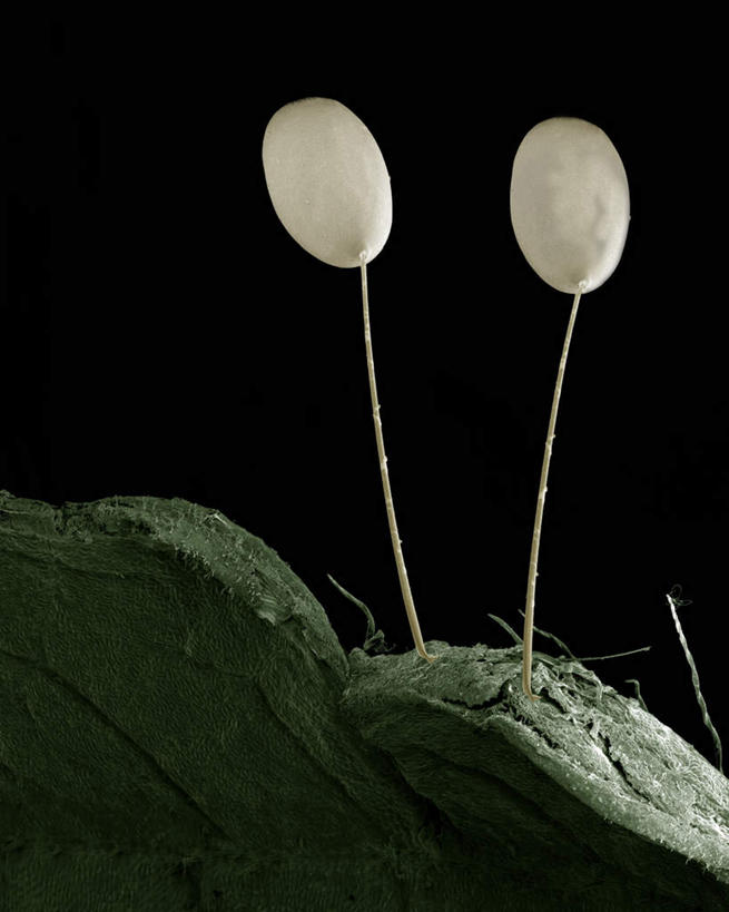 无人,竖图,俯视,室内,特写,白天,仪器,黑色背景,检查,反射,分析,科学,蜻蜓,昆虫,触须,显微镜,注视,一只,绿色,动物,观察,看,清晰,探索,放大,观看,仔细,透镜,察看,凸透镜,聚焦,关注,益虫,光学,清楚,蜻蛉,半身,彩图,高角度拍摄