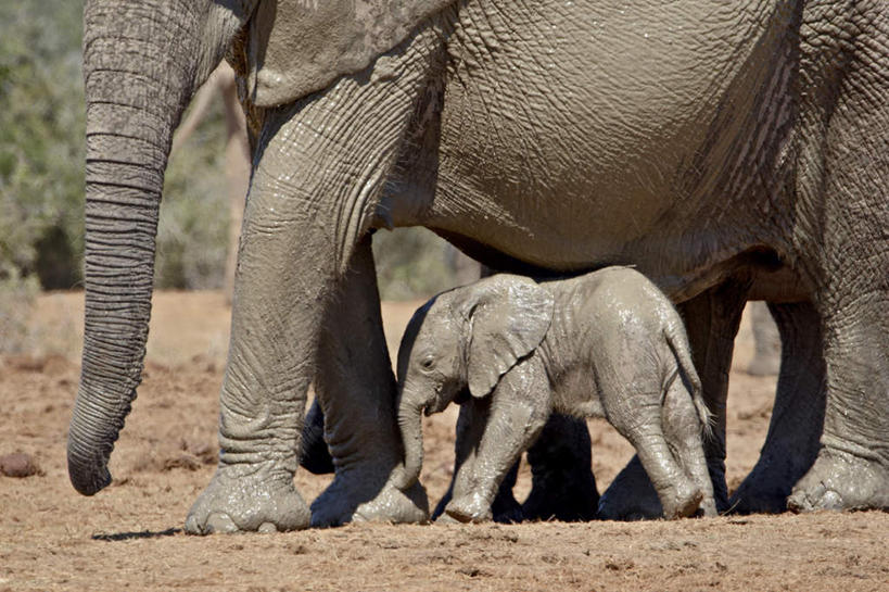 无人,家庭,公园,走,横图,室外,特写,白天,侧面,旅游,度假,美景,植物,哺乳动物,大象,野生动物,非洲,南非,阴影,光线,影子,景观,非洲象,注视,娱乐,树,树木,绿色,阳光,自然,动物,观察,看,两只,享受,休闲,温暖,温馨,一家人,景色,放松,生长,成长,观看,和睦,察看,国家公园,关注,自然风光,阿非利加洲,南非共和国,阿多大象国家公园,开普省,象,步行,散步,走路,半身,彩图,融洽