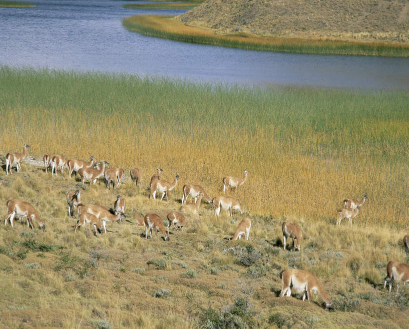 无人,农场,横图,俯视,室外,白天,旅游,度假,畜牧业,牧场,草地,草坪,湖,湖泊,石头,美景,水,植物,野生动物,许多,石子,湖面,景观,水流,水面,娱乐,草,绿色,自然,动物,湖水,享受,休闲,景色,南美,放松,可爱,活泼,南美洲,拉丁美洲,自然风光,羊驼,美洲,畜牧,牧业,亚美利加洲,南亚美利加洲,驼羊,巴塔哥尼亚高原,巴塔哥尼亚,美洲驼,石块,彩图,高角度拍摄,全身