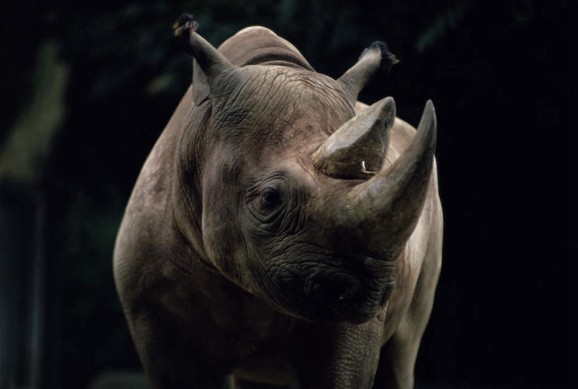 脸,头,脸颊,无人,站,横图,室外,特写,白天,正面,野生动物,一头,阴影,光线,影子,注视,阳光,动物,观察,看,站着,观看,察看,关注,凶猛,黑犀,黑犀牛,残暴,凶残,头部,脸部,脸蛋,面部,犀牛,站立,半身,彩图