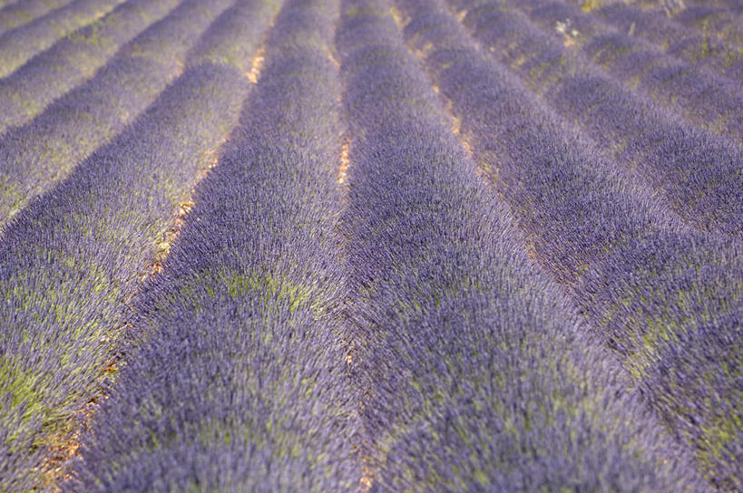 无人,农田,横图,室外,白天,正面,爱情,旅游,度假,农业,庄稼,农作物,美景,法国,欧洲,许多,阴影,盛开,光线,影子,景观,很多,浪漫,花蕾,娱乐,花,花瓣,花朵,鲜花,紫色,阳光,自然,香草,花苞,花蕊,薰衣草,享受,休闲,景色,放松,沃克吕兹省,自然风光,呼吸,法兰西共和国,灵香草,黄香草,法兰西第五共和国,奇迹,普罗旺斯.阿尔卑斯.蓝色海岸,彩图,耕地,庄稼田