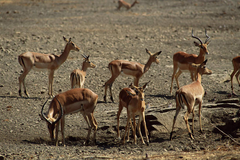 无人,站,横图,俯视,室外,白天,旅游,度假,石头,美景,道路,路,野生动物,羊,非洲,博茨瓦纳,一群,阴影,光线,羚羊,石子,影子,景观,泥土,土壤,小路,交通,注视,娱乐,阳光,自然,动物,低头,观察,看,站着,享受,休闲,景色,放松,可爱,活泼,乡间小路,观看,察看,关注,自然风光,跳羚,垂头,波札那,博茨瓦纳共和国,南非小羚羊,石块,站立,彩图,高角度拍摄,全身