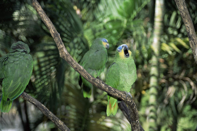 无人,站,横图,室外,白天,仰视,旅游,度假,美景,植物,鸟,鹦鹉,叶子,委内瑞拉,三只,阴影,光线,鸟类,纹理,影子,景观,绿叶,枝条,注视,娱乐,树,树木,树枝,绿色,阳光,自然,动物,观察,看,站着,张嘴,享受,休闲,嫩叶,景色,南美,放松,可爱,活泼,生长,成长,观看,鸣叫,察看,南美洲,拉丁美洲,关注,自然风光,美洲,张大嘴巴,肌理,亚美利加洲,南亚美利加洲,观赏鸟,委内瑞拉玻利瓦尔共和国,虬枝,枝杈,叶,叶片,叶脉,张开嘴,站立,彩图,低角度拍摄,全身