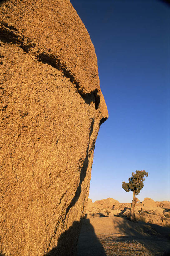 无人,公园,竖图,室外,白天,仰视,旅游,度假,石头,美景,植物,美国,阴影,堆积,光线,石子,影子,景观,娱乐,树,树木,蓝色,绿色,蓝天,天空,阳光,自然,天,享受,休闲,景色,放松,生长,晴朗,成长,风化,北美,北美洲,国家公园,加利福尼亚,贫瘠,自然风光,美洲,加州,加利福尼亚州,万里无云,金州,黄金州,北亚美利加洲,亚美利加洲,约书亚树国家公园,瘠薄,风蚀,石化,风蚀地貌,岩石层,石块,岩石,晴空,晴空万里,彩图,低角度拍摄