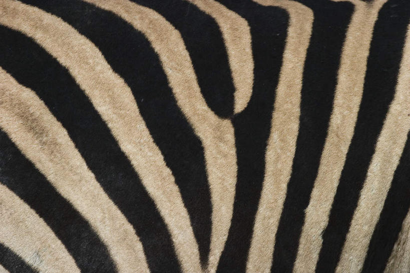 无人,站,横图,室外,白天,侧面,美景,斑马,马,野生动物,非洲,博茨瓦纳,花纹,景观,一只,自然,动物,站着,景色,可爱,牲畜,活泼,自然风光,斑纹,波札那,博茨瓦纳共和国,站立,半身,彩图