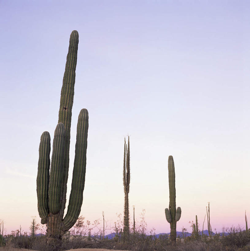 无人,竖图,室外,白天,仰视,旅游,度假,美景,植物,仙人掌,墨西哥,火焰,景观,草药,娱乐,中药,蓝色,蓝天,天空,自然,黄昏,天,享受,休闲,景色,放松,晴朗,北美,北美洲,自然风光,美洲,药材,中草药,中药材,本草,万里无云,牛舌头,北亚美利加洲,亚美利加洲,墨西哥合众国,仙人掌王国,北下加利福尼亚,北下加利福尼亚州,下加利福尼亚州,薄暮,晴空,晴空万里,玉芙蓉,仙巴掌,火掌,霸王树,彩图,低角度拍摄,傍晚