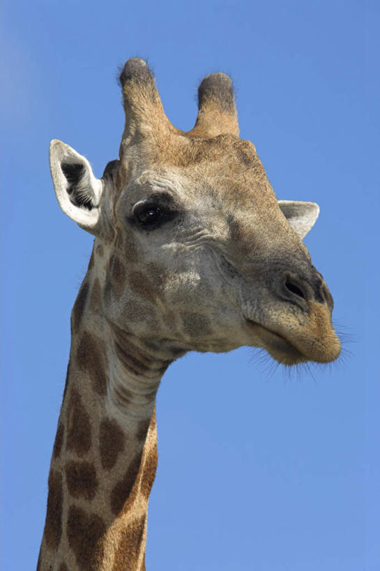 无人,站,竖图,室外,白天,正面,旅游,度假,美景,哺乳动物,长颈鹿,野生动物,非洲,南非,阴影,光线,影子,景观,注视,娱乐,一只,蓝色,蓝天,天空,阳光,自然,动物,天,观察,回头,看,站着,转头,享受,休闲,景色,放松,可爱,活泼,晴朗,观看,察看,关注,自然风光,万里无云,普马兰加省,阿非利加洲,南非共和国,晴空,晴空万里,站立,半身,彩图