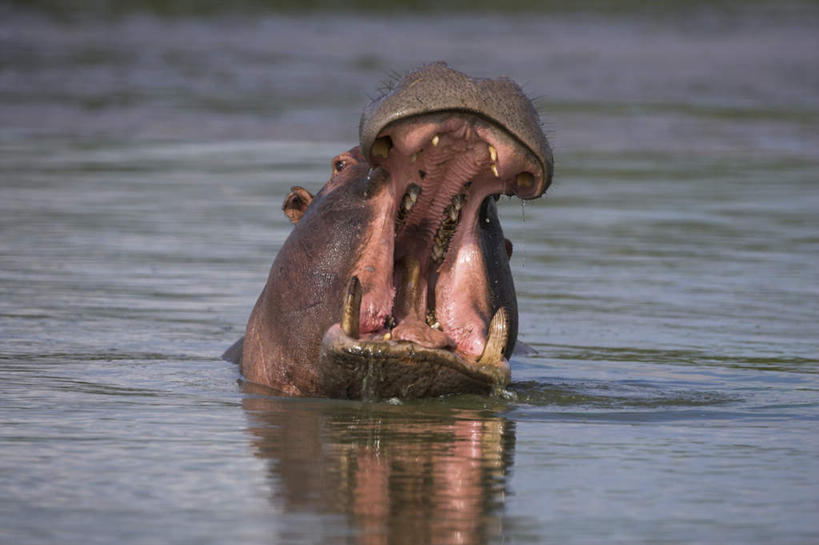 无人,站,横图,俯视,室外,白天,旅游,度假,湖,湖泊,美景,水,哺乳动物,河马,野生动物,非洲,南非,阴影,光线,影子,湖面,景观,水流,水面,注视,娱乐,一只,阳光,自然,动物,湖水,观察,看,站着,张嘴,享受,休闲,景色,放松,观看,察看,关注,自然风光,凶猛,张大嘴巴,普马兰加省,阿非利加洲,南非共和国,残暴,凶残,张开嘴,站立,半身,彩图,高角度拍摄