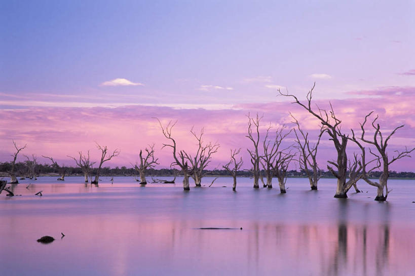 横图,室内,白天,正面,旅游,度假,湖,湖泊,美景,日落,水,植物,澳大利亚,许多,阴影,光线,影子,湖面,景观,水流,水面,晚霞,霞光,落日,枯树,枝条,很多,凌乱,娱乐,树,树木,树枝,阳光,自然,黄昏,湖水,享受,休闲,景色,彩霞,放松,混乱,自然风光,大洋洲,澳洲,南方大陆,澳大利亚联邦,南澳大利亚,南澳大利亚州,纷乱,缭乱,庞杂,夕照,虬枝,枝杈,夕阳,半身,彩图,斜阳