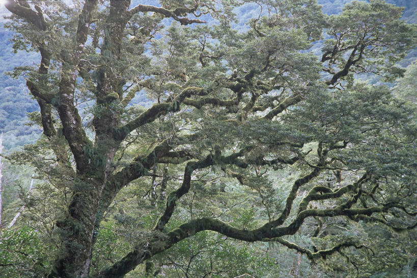 无人,横图,室外,白天,正面,旅游,度假,美景,树林,植物,新西兰,许多,阴影,光线,影子,景观,很多,凌乱,娱乐,树,树木,绿色,阳光,自然,享受,休闲,景色,放松,生长,成长,混乱,自然风光,大洋洲,纽西兰,长白云之乡,纷乱,缭乱,庞杂,彩图