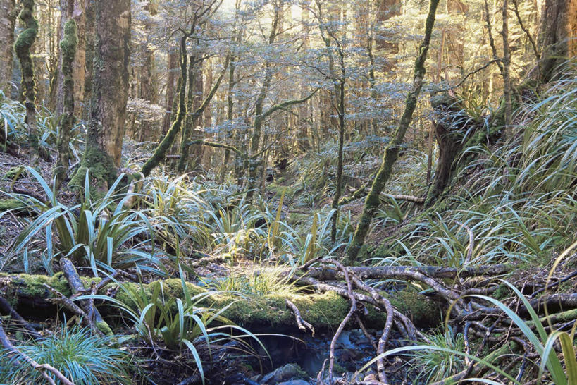 无人,横图,室外,白天,正面,旅游,度假,美景,树林,植物,新西兰,许多,阴影,光线,影子,景观,很多,凌乱,娱乐,树,树木,绿色,阳光,自然,享受,休闲,景色,放松,生长,成长,混乱,自然风光,大洋洲,纽西兰,长白云之乡,纷乱,缭乱,庞杂,彩图