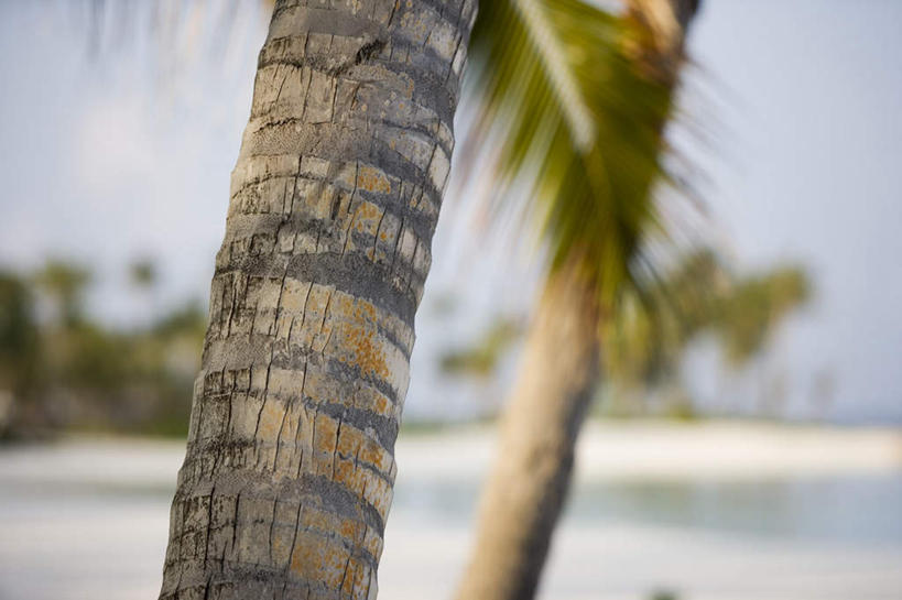 无人,横图,室外,白天,正面,旅游,度假,海浪,海洋,美景,沙滩,植物,棕榈树,叶子,马尔代夫,亚洲,两棵,阴影,波纹,朦胧,模糊,光线,沙子,影子,海岸,景观,浪花,绿叶,树皮,树桩,涟漪,沙地,茁壮,娱乐,树,树干,树木,蓝色,绿色,倒影,蓝天,水纹,天空,阳光,自然,海水,波浪,天,享受,休闲,嫩叶,木桩,景色,放松,茂盛,生长,晴朗,成长,繁茂,倒映,印度洋,自然风光,南亚,海景,棕榈叶,万里无云,水晕,兴旺,马尔代夫共和国,昌盛,反照,昌隆,畅旺,发达,蕃芜,繁盛,富强,隆盛,蓬勃,旺盛,兴隆,兴盛,郁勃,马累岛,叶,叶片,大海,风浪,海,海水的波动,海滩,近岸浪,涌浪,晴空,晴空万里,彩图