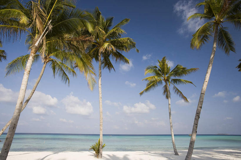 无人,横图,室外,白天,正面,旅游,度假,海浪,海洋,美景,沙滩,树林,植物,棕榈树,叶子,马尔代夫,亚洲,许多,阴影,波纹,光线,沙子,影子,海岸,景观,浪花,云,云朵,绿叶,树桩,涟漪,沙地,很多,云彩,娱乐,树,树干,树木,蓝色,绿色,白云,倒影,蓝天,水纹,天空,阳光,自然,海水,波浪,天,享受,休闲,嫩叶,木桩,景色,放松,生长,晴朗,成长,炎热,倒映,印度洋,自然风光,南亚,海景,棕榈叶,水晕,马尔代夫共和国,酷热,燥热,反照,马累岛,叶,叶片,大海,风浪,海,海水的波动,海滩,近岸浪,涌浪,晴空,彩图