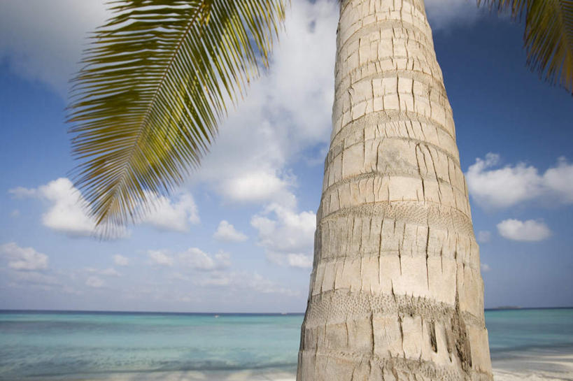 无人,横图,室外,特写,白天,仰视,旅游,度假,海浪,海洋,美景,植物,棕榈树,叶子,马尔代夫,亚洲,一棵,阴影,波纹,裂缝,裂痕,光线,纹路,纹理,影子,景观,浪花,云,云朵,绿叶,树皮,树桩,涟漪,茁壮,云彩,娱乐,树,树干,树木,蓝色,绿色,白云,倒影,蓝天,水纹,天空,阳光,自然,海水,波浪,天,享受,休闲,嫩叶,木桩,景色,放松,茂盛,生长,晴朗,成长,繁茂,倒映,印度洋,自然风光,南亚,海景,棕榈叶,肌理,水晕,兴旺,马尔代夫共和国,昌盛,反照,昌隆,畅旺,发达,蕃芜,繁盛,富强,隆盛,蓬勃,旺盛,兴隆,兴盛,郁勃,马累岛,叶,叶片,大海,风浪,海,海水的波动,近岸浪,涌浪,晴空,彩图,低角度拍摄