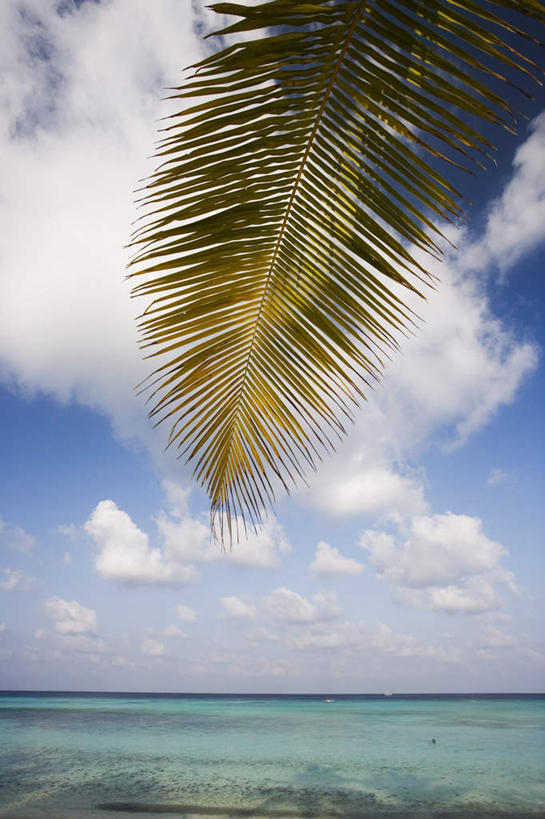 无人,竖图,室外,白天,正面,旅游,度假,海浪,海洋,美景,植物,棕榈树,叶子,马尔代夫,亚洲,一棵,阴影,波纹,光线,影子,景观,浪花,云,云朵,绿叶,树桩,涟漪,茁壮,云彩,娱乐,树,树干,树木,蓝色,绿色,白云,倒影,蓝天,水纹,天空,阳光,自然,海水,波浪,天,享受,休闲,嫩叶,木桩,景色,放松,茂盛,生长,晴朗,成长,繁茂,倒映,印度洋,自然风光,南亚,海景,棕榈叶,水晕,兴旺,马尔代夫共和国,昌盛,反照,昌隆,畅旺,发达,蕃芜,繁盛,富强,隆盛,蓬勃,旺盛,兴隆,兴盛,郁勃,马累岛,叶,叶片,大海,风浪,海,海水的波动,近岸浪,涌浪,晴空,彩图