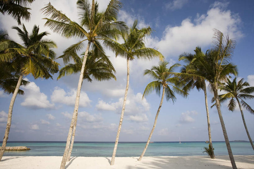 无人,横图,室外,白天,正面,旅游,度假,海浪,海洋,美景,沙滩,树林,植物,棕榈树,叶子,马尔代夫,亚洲,许多,阴影,波纹,光线,沙子,影子,海岸,景观,浪花,云,云朵,绿叶,树荫,树桩,涟漪,沙地,很多,茁壮,云彩,娱乐,树,树干,树木,蓝色,绿色,白云,倒影,蓝天,水纹,天空,阳光,自然,海水,波浪,天,享受,休闲,嫩叶,木桩,景色,放松,茂盛,生长,晴朗,成长,炎热,繁茂,倒映,印度洋,自然风光,南亚,海景,棕榈叶,水晕,兴旺,马尔代夫共和国,昌盛,酷热,燥热,反照,昌隆,畅旺,发达,蕃芜,繁盛,富强,隆盛,蓬勃,旺盛,兴隆,兴盛,郁勃,马累岛,叶,叶片,大海,风浪,海,海水的波动,海滩,近岸浪,涌浪,晴空,彩图