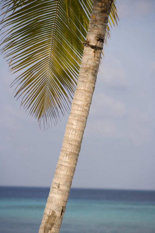 无人,竖图,室外,白天,正面,旅游,度假,海浪,海洋,美景,树林,植物,棕榈树,叶子,马尔代夫,亚洲,许多,阴影,波纹,光线,影子,景观,浪花,绿叶,树荫,树桩,涟漪,很多,茁壮,娱乐,树,树干,树木,蓝色,绿色,倒影,蓝天,水纹,天空,阳光,自然,海水,波浪,天,享受,休闲,嫩叶,木桩,景色,放松,茂盛,生长,晴朗,成长,炎热,繁茂,倒映,印度洋,自然风光,南亚,海景,棕榈叶,万里无云,水晕,兴旺,马尔代夫共和国,昌盛,酷热,燥热,反照,昌隆,畅旺,发达,蕃芜,繁盛,富强,隆盛,蓬勃,旺盛,兴隆,兴盛,郁勃,马累岛,叶,叶片,大海,风浪,海,海水的波动,近岸浪,涌浪,晴空,晴空万里,彩图