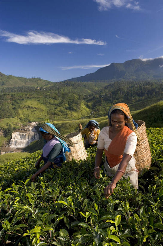 背,三个人,农田,站,笑,微笑,露齿笑,竖图,室外,白天,正面,旅游,度假,幸福,农业,庄稼,农作物,采摘,美景,山,山脉,树林,植物,茶,斯里兰卡,亚洲,阴影,服装,光线,影子,竹篓,景观,山峰,云,云朵,茶叶,山峦,云彩,注视,休闲装,娱乐,树,树木,衣服,蓝色,绿色,白云,蓝天,天空,阳光,自然,群山,天,背着,观察,看,站着,享受,休闲,温馨,休闲服,景色,放松,乐趣,服饰,生长,晴朗,成长,观看,察看,提神,舒适,挑选,关注,自然风光,南亚,醒脑,选择,篓子,斯里兰卡民主社会主义共和国,背负,采选,遴选,筛选,挑拣,挑撰,努瓦拉埃利亚,努沃勒埃利耶,女人,女性,中年女性,亚洲人,印度人,晴空,站立,半身,彩图,耕地,庄稼田