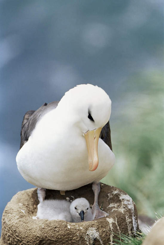 无人,家庭,站,躺,竖图,室外,特写,白天,正面,旅游,度假,美景,海鸟,鸟,信天翁,叶子,阴影,朦胧,模糊,光线,鸟类,鸟巢,影子,景观,绿叶,注视,娱乐,阳光,自然,低头,观察,看,站着,两只,享受,休闲,温暖,温馨,一家人,嫩叶,景色,南美,放松,观看,和睦,察看,南美洲,拉丁美洲,关注,自然风光,美洲,亚美利加洲,南亚美利加洲,垂头,海鸳,福克兰群岛,马岛,马尔维纳斯群岛,卧着,叶,叶片,躺着,卧,站立,彩图,全身,融洽