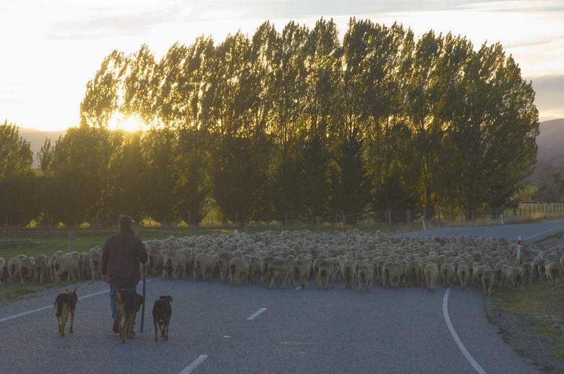 西方人,手,一个人,走,横图,室外,白天,旅游,度假,日落,山,山脉,植物,道路,路,公路,宠物,狗,羊,欧洲,新西兰,欧洲人,仅一个男性,仅一个人,仅一个中年男性,一群,握,阴影,服装,光线,影子,山峰,晚霞,霞光,落日,交通,山峦,拿,拿着,注视,休闲装,娱乐,树,树木,背面,衣服,绿色,阳光,自然,黄昏,动物,群山,观察,看,享受,休闲,手部,休闲服,家畜,彩霞,放松,可爱,握着,服饰,牲畜,生长,成长,观看,察看,关注,大洋洲,忠诚,纽西兰,长白云之乡,新西兰南岛,夕照,男人,男性,中年男性,白种人,夕阳,马路,犬,绵羊,步行,散步,走路,彩图,全身,斜阳