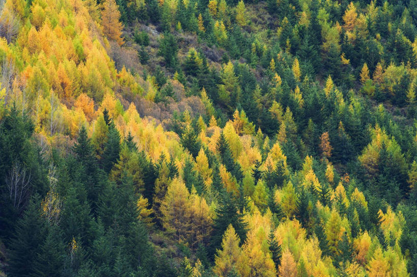 无人,横图,俯视,航拍,室外,白天,美景,树林,植物,新西兰,阴影,光线,影子,景观,树,树木,排列,绿色,阳光,自然,景色,生长,成长,鸟瞰,自然风光,大洋洲,纽西兰,摆列,长白云之乡,新西兰南岛,彩图,高角度拍摄,布列,分列