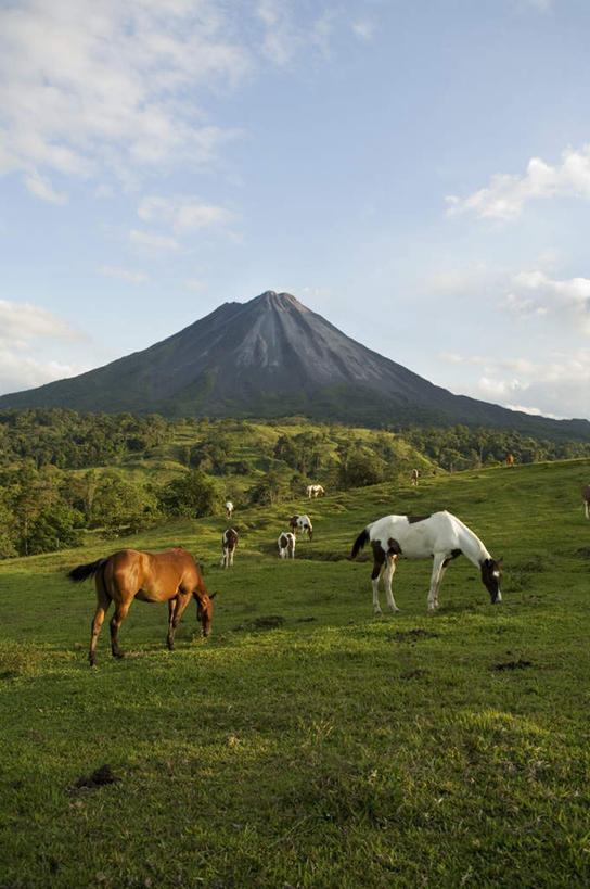 无人,吃,竖图,室外,白天,正面,草地,草坪,火山,美景,树林,植物,马,野生动物,哥斯达黎加,许多,阴影,光线,影子,景观,云,云朵,云彩,草,树,树木,蓝色,绿色,白云,蓝天,天空,阳光,自然,动物,天,低头,景色,运输,牲畜,生长,晴朗,成长,北美,北美洲,自然风光,美洲,北亚美利加洲,亚美利加洲,勤奋,勤劳,垂头,哥斯达黎加共和国,勤恳,勤快,勤勉,辛勤,活火山,死火山,休眠火山,晴空,嚼,食,彩图,全身