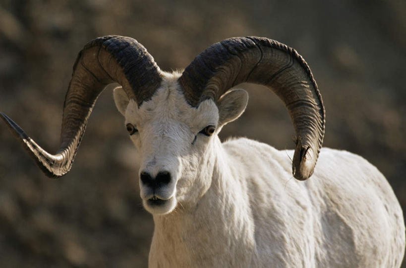 无人,站,横图,室外,特写,白天,正面,旅游,度假,石头,美景,野生动物,羊,朦胧,模糊,弯曲,石子,景观,注视,娱乐,一只,自然,动物,观察,看,站着,享受,休闲,景色,放松,可爱,活泼,观看,察看,关注,自然风光,羊角,警惕,戒备,警觉,警悟,警醒,石块,山羊,站立,半身,彩图