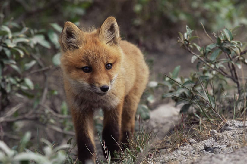 无人,站,横图,室外,白天,正面,旅游,度假,石头,美景,狐狸,野生动物,美国,阴影,光线,石子,影子,景观,注视,娱乐,一只,阳光,自然,动物,观察,看,站着,享受,休闲,景色,放松,观看,察看,北美,北美洲,关注,自然风光,美洲,狡猾,警惕,阿拉斯加,阿拉斯加州,北亚美利加洲,亚美利加洲,最后的边疆,午夜阳光之地,狡诈,戒备,警觉,警悟,警醒,石块,站立,彩图,全身