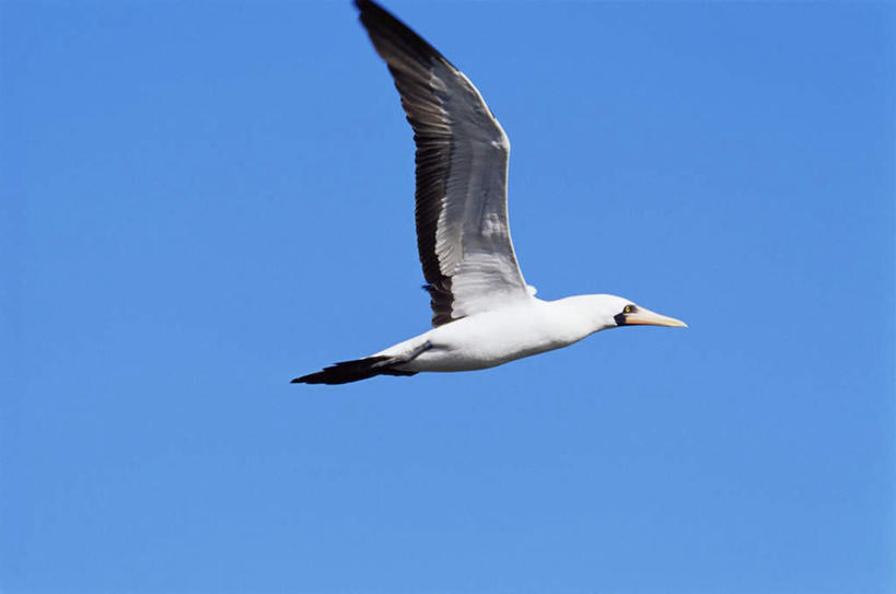无人,横图,室外,白天,仰视,美景,海鸟,鸟,伸展,张开,展翅,阴影,飞行,光线,翅膀,鸟类,影子,景观,一只,蓝色,蓝天,天空,阳光,自然,天,景色,晴朗,自然风光,张开翅膀,万里无云,展开翅膀,鲣鸟,结巴鸟,晴空,晴空万里,彩图,低角度拍摄,全身