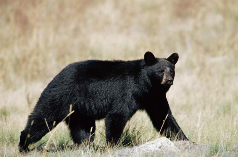 无人,站,横图,室外,白天,侧面,旅游,度假,美景,植物,野生动物,熊,黑熊,美国,阴影,枯萎,光线,影子,景观,枯草,注视,娱乐,草,一只,黄色,阳光,自然,动物,观察,看,站着,享受,休闲,景色,放松,观看,察看,北美,北美洲,关注,自然风光,美洲,凶猛,警惕,蒙大拿州,北亚美利加洲,亚美利加洲,蒙大拿,长空之乡,财富之州,黑瞎子,熊瞎子,戒备,警觉,警悟,警醒,残暴,凶残,站立,彩图,全身