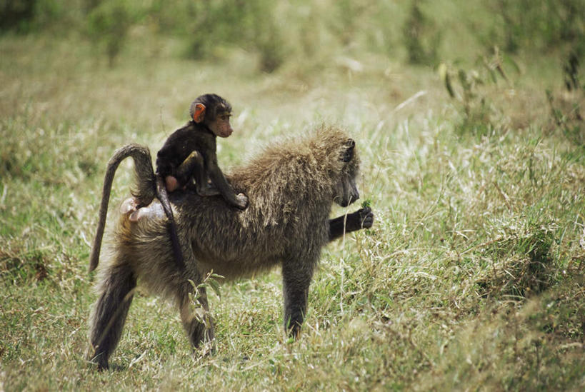 背,无人,家庭,坐,横图,室外,白天,旅游,度假,草地,草坪,美景,植物,哺乳动物,野生动物,非洲,肯尼亚,阴影,光线,狒狒,影子,景观,娱乐,草,背面,绿色,阳光,自然,动物,背着,两只,享受,休闲,温暖,温馨,一家人,景色,放松,活泼,和睦,自然风光,背负,阿非利加洲,阿拉伯狒狒,肯尼亚共和国,坐着,彩图,全身,融洽