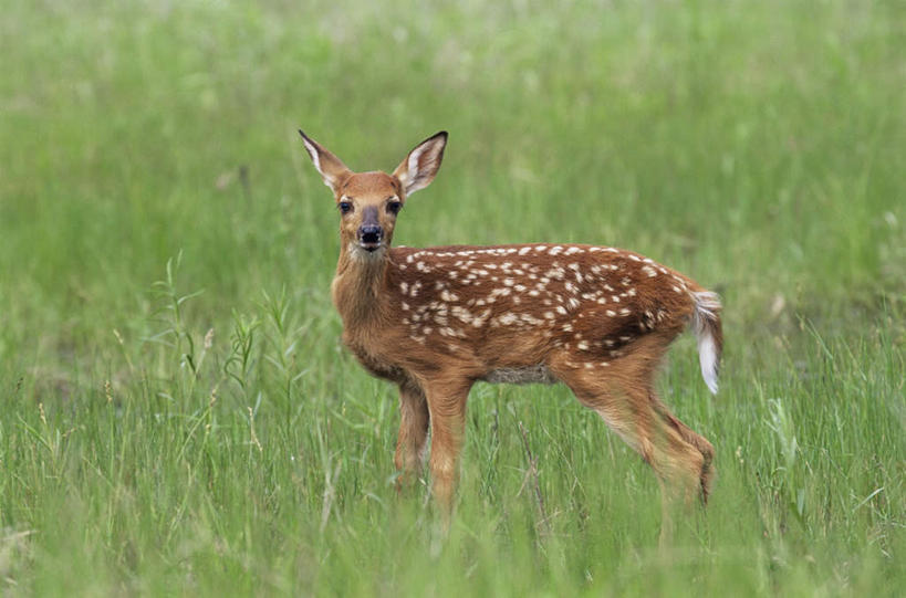 无人,站,横图,室外,白天,侧面,旅游,度假,草地,草坪,美景,植物,哺乳动物,鹿,野生动物,美国,阴影,光线,影子,景观,注视,娱乐,草,一只,绿色,阳光,自然,动物,观察,看,站着,享受,休闲,景色,放松,可爱,活泼,观看,察看,北美,北美洲,关注,自然风光,美洲,警惕,明尼苏达州,北亚美利加洲,亚美利加洲,明尼苏达,北星之州,戒备,警觉,警悟,警醒,站立,彩图,全身