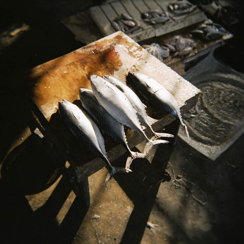 海鲜,无人,方图,俯视,室外,白天,度假,石头,美景,城市风光,城市,非洲,坦桑尼亚,一排,阴影,整齐,光线,木制,鱼,板凳,石子,影子,凳子,景观,娱乐,水产,鱼类,海洋生物,排列,阳光,木制品,享受,休闲,景色,放松,五条,队列,水生动物,海产品,水生物,海底动物,东非,桑给巴尔,坦桑尼亚联合共和国,刺鲅,石块,岩石,彩图,高角度拍摄