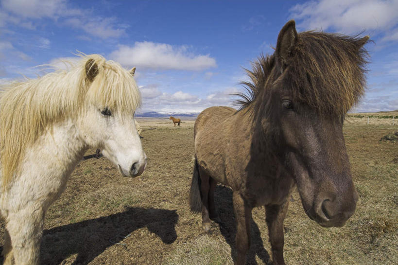 无人,站,横图,室外,白天,正面,草地,草坪,美景,山,山脉,植物,马,野生动物,欧洲,冰岛,阴影,光线,影子,景观,山峰,云,云朵,棕色,山峦,云彩,注视,草,蓝色,绿色,白色,白云,蓝天,天空,阳光,自然,动物,群山,天,观察,看,站着,景色,运输,牲畜,晴朗,观看,察看,卫生,关注,自然风光,北欧,三匹,纯真,冰岛共和国,勤奋,勤劳,洁净,光明,恬静,中间色,朴素,清白,勤恳,勤快,勤勉,辛勤,罕见,荒僻,偏僻,偏远,晴空,站立,半身,彩图