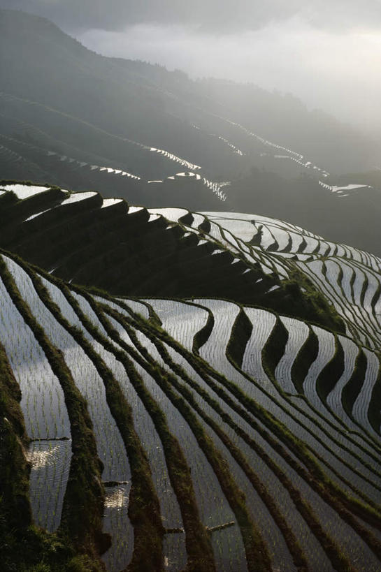 无人,农田,竖图,俯视,室外,白天,旅游,度假,庄稼,梯田,农作物,草地,草坪,石头,美景,山,山脉,植物,雾,中国,亚洲,阴影,朦胧,模糊,曲折,弯曲,光线,石子,影子,景观,山峰,拂晓,黎明,山峦,娱乐,草,树,树木,绿色,阳光,自然,群山,享受,休闲,景色,放松,蜿蜒,生长,成长,广西,迷雾,自然风光,东亚,龙胜,龙脊梯田,广西壮族自治区,中华人民共和国,桂,华南地区,龙胜各族自治县,和平乡,龙胜梯田,平安村,石块,岩石,大雾,彩图,高角度拍摄,耕地,庄稼田