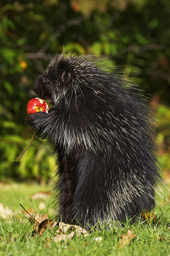 手,无人,坐,捧,吃,竖图,室外,白天,侧面,兴奋,热情,草地,草坪,美景,植物,豪猪,野生动物,苹果,叶子,美国,阴影,光线,影子,景观,枯叶,落叶,开放,注视,草,树,树木,红色,绿色,阳光,自然,动物,观察,看,健康,温暖,手部,景色,奔放,活力,积极,激情,朝气,生长,成长,观看,暖色,吉祥,察看,北美,北美洲,生命,关注,自然风光,美洲,凶猛,饱满,明尼苏达州,北亚美利加洲,亚美利加洲,革命,明尼苏达,北星之州,热烈,赤色,充实,斗志,喜气,主动,残暴,凶残,叶,叶片,箭猪,端,端着,嚼,捧着,食,手捧,坐着,彩图,全身,欢乐