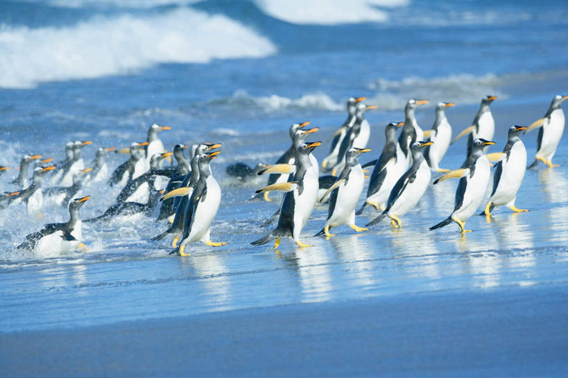 无人,站,横图,室外,白天,正面,旅游,度假,海浪,海洋,美景,沙滩,企鹅,野生动物,许多,沙子,海岸,景观,浪花,沙地,很多,注视,娱乐,自然,海水,动物,看,站着,享受,休闲,景色,南美,放松,可爱,活泼,南美洲,拉丁美洲,关注,自然风光,美洲,海景,亚美利加洲,南亚美利加洲,巴布亚企鹅,白眉企鹅,金图企鹅,福克兰群岛,马岛,马尔维纳斯群岛,大海,风浪,海,海水的波动,海滩,近岸浪,涌浪,抬头,仰头,站立,彩图,全身
