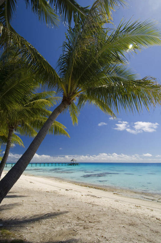 无人,竖图,室外,白天,正面,旅游,度假,海浪,海洋,美景,沙滩,植物,棕榈树,叶子,法国,欧洲,沙子,海岸,景观,浪花,云,云朵,绿叶,沙地,云彩,娱乐,树,树木,蓝色,绿色,白云,蓝天,天空,自然,海水,天,享受,休闲,嫩叶,景色,放松,生长,晴朗,成长,自然风光,海景,棕榈叶,波利尼西亚,法属波利尼西亚,法兰西共和国,法兰西第五共和国,土阿莫土群岛,叶,叶片,大海,风浪,海,海水的波动,海滩,近岸浪,涌浪,晴空,彩图