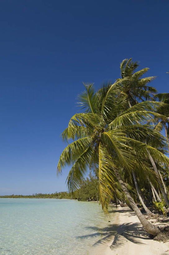 无人,竖图,室外,白天,正面,旅游,度假,海浪,海洋,美景,沙滩,植物,棕榈树,叶子,法国,欧洲,沙子,海岸,景观,浪花,云,云朵,绿叶,沙地,云彩,娱乐,树,树木,蓝色,绿色,白云,蓝天,天空,自然,海水,天,享受,休闲,嫩叶,景色,放松,生长,晴朗,成长,自然风光,海景,棕榈叶,波利尼西亚,法属波利尼西亚,法兰西共和国,法兰西第五共和国,土阿莫土群岛,叶,叶片,大海,风浪,海,海水的波动,海滩,近岸浪,涌浪,晴空,彩图