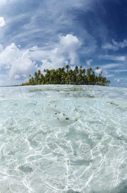 无人,竖图,室外,白天,正面,旅游,度假,海浪,海洋,美景,沙滩,植物,棕榈树,叶子,法国,欧洲,沙子,海岸,景观,浪花,云,云朵,绿叶,沙地,云彩,娱乐,树,树木,蓝色,绿色,白云,蓝天,天空,自然,海水,天,享受,休闲,嫩叶,景色,放松,生长,晴朗,成长,自然风光,海景,棕榈叶,波利尼西亚,法属波利尼西亚,法兰西共和国,法兰西第五共和国,土阿莫土群岛,叶,叶片,大海,风浪,海,海水的波动,海滩,近岸浪,涌浪,晴空,彩图