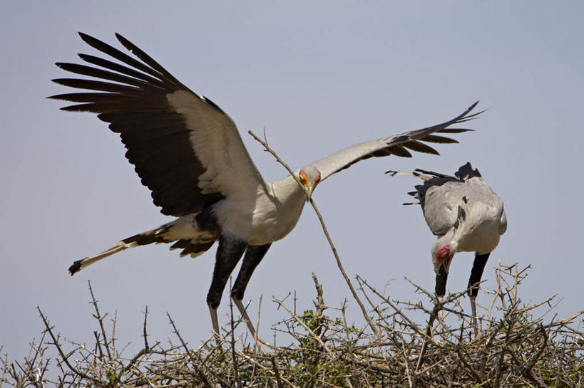 无人,站,横图,室外,白天,正面,旅游,度假,美景,植物,鸟,野生动物,非洲,肯尼亚,伸展,张开,展翅,阴影,光线,翅膀,鸟类,影子,景观,枝条,注视,娱乐,树,树木,树枝,蓝色,蓝天,天空,阳光,自然,动物,天,观察,看,站着,两只,享受,休闲,景色,放松,晴朗,观看,察看,关注,自然风光,凶猛,张开翅膀,万里无云,阿非利加洲,鹭鹰,秘书鸟,蛇鹫,肯尼亚共和国,虬枝,枝杈,展开翅膀,残暴,凶残,晴空,晴空万里,站立,彩图,全身
