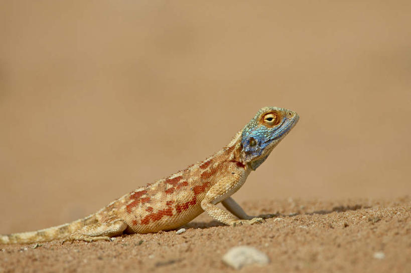 无人,站,横图,彩色,室外,特写,白天,正面,旅游,度假,美景,沙漠,野生动物,蜥蜴,非洲,南非,阴影,光线,影子,景观,注视,娱乐,阳光,自然,动物,观察,看,站着,享受,休闲,景色,放松,观看,五颜六色,色彩斑斓,察看,关注,自然风光,五彩缤纷,石龙子,鬃狮蜥,山龙子,石蜴,泉龙,猪婆蛇,五寸棍,四脚蛇,五彩斑斓,蜴,阿非利加洲,南非共和国,五光十色,大漠,砂漠,守宫,站立,彩图