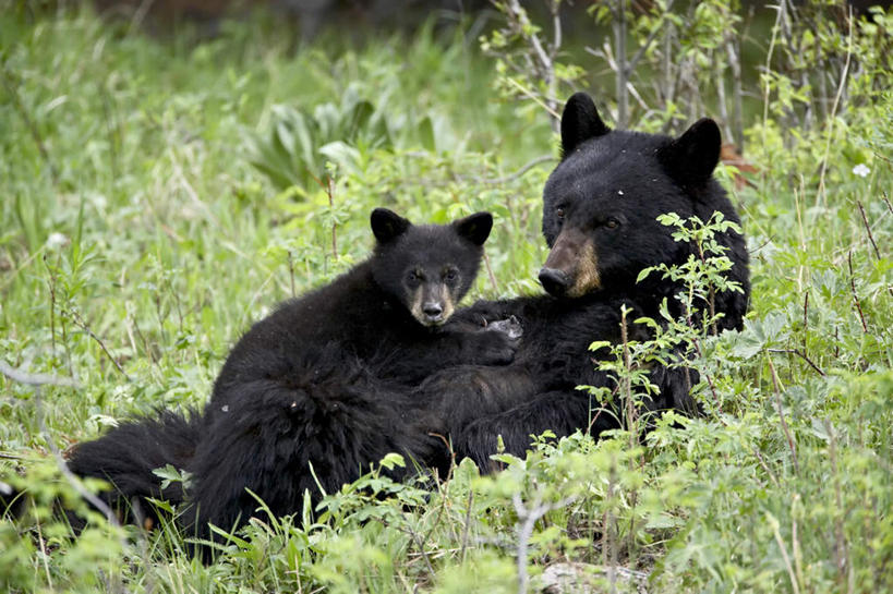 无人,躺,横图,室外,白天,正面,旅游,度假,草地,草坪,美景,植物,野生动物,熊,黑熊,美国,阴影,朦胧,模糊,光线,影子,景观,娱乐,草,绿色,阳光,自然,动物,两只,享受,休闲,景色,放松,北美,北美洲,自然风光,美洲,凶猛,怀俄明州,怀俄明,北亚美利加洲,亚美利加洲,平等之州,黑瞎子,熊瞎子,卧着,残暴,凶残,躺着,卧,彩图,全身