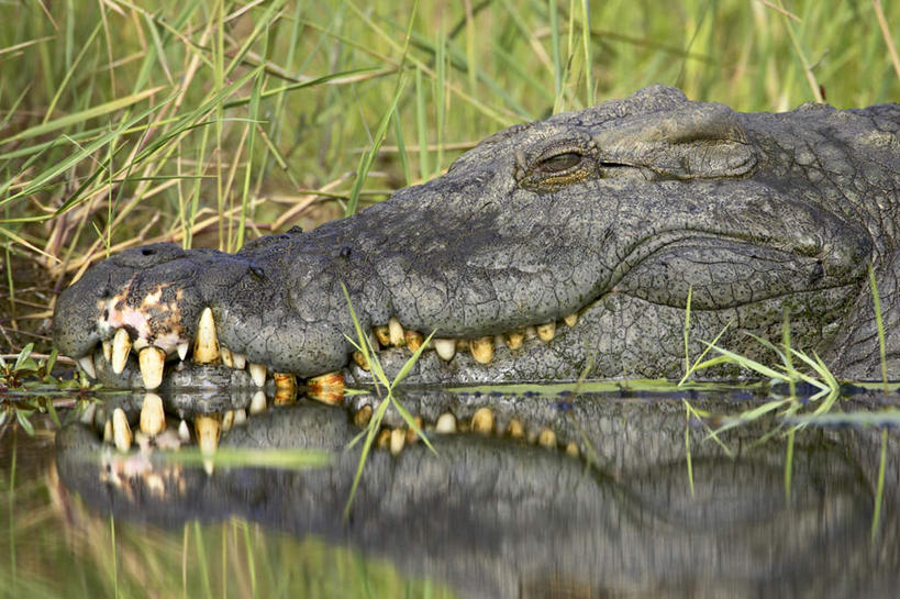 无人,横图,室外,特写,白天,正面,草地,草坪,河流,美景,水,植物,鳄鱼,野生动物,非洲,南非,阴影,波纹,光线,影子,河水,景观,水流,涟漪,注视,草,一只,绿色,倒影,水纹,阳光,自然,动物,波浪,观察,看,趴着,景色,观看,察看,倒映,关注,自然风光,凶猛,尼罗鳄,水晕,阿非利加洲,南非共和国,反照,非洲鳄,残暴,凶残,趴,半身,彩图