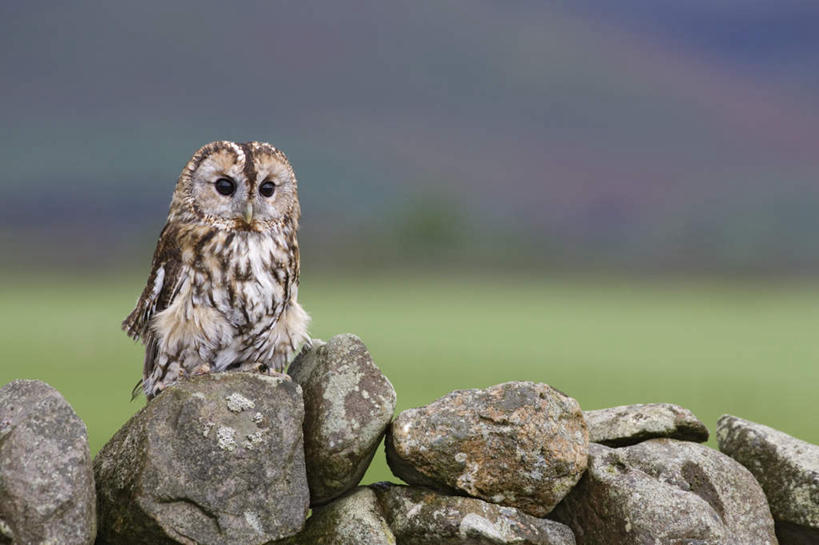 无人,站,横图,室外,白天,正面,草地,草坪,美景,植物,猫头鹰,鸟,野生动物,爱尔兰,欧洲,阴影,朦胧,模糊,光线,鸟类,影子,景观,注视,草,一只,绿色,阳光,自然,动物,观察,看,站着,景色,观看,察看,西欧,关注,自然风光,凶猛,爱尔兰共和国,灰林鸮,坎布里亚,坎布里亚郡,残暴,凶残,鸮,枭,站立,彩图,全身