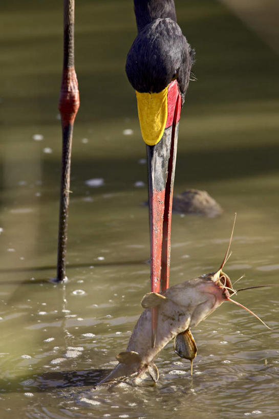 脸,头,脸颊,无人,站,竖图,室外,特写,白天,正面,旅游,度假,河流,美景,水,鸟,非洲,肯尼亚,咬,阴影,波纹,光线,鸟类,鱼,影子,河水,景观,水流,涟漪,注视,娱乐,鱼类,倒影,水纹,阳光,自然,波浪,低头,观察,看,站着,两只,享受,休闲,景色,放松,观看,死亡,咬着,察看,鹳,倒映,国家公园,关注,自然风光,水晕,殒命,阿非利加洲,灭亡,锅鹳,黑鹳,黑老鹳,乌鹳,肯尼亚共和国,马赛马拉国家公园,反照,头部,脸部,脸蛋,面部,站立,半身,彩图